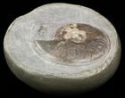 Ammonite (Eleganticeras) In Polished Concretion - England #57902-2